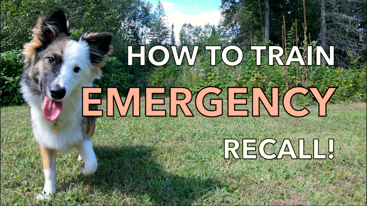 How to Train an Emergency Recall (VIDEO) I love your dog