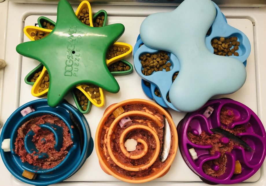 A Guide to Using Food Puzzle Toys with Your Dog